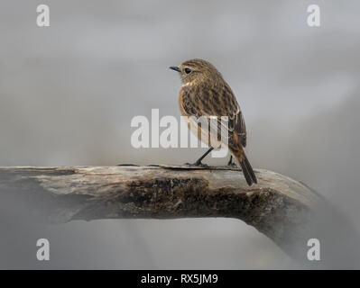 Female Stonechat, Saxicola torquata, on piece of driftwood, Lancashire, UK Stock Photo