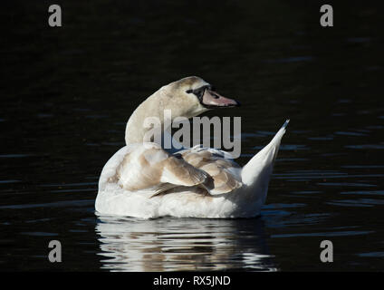 Adult White Mute Swan, Cygnus olor, in dark water, on lake in Stanley Park, Lancashire UK Stock Photo