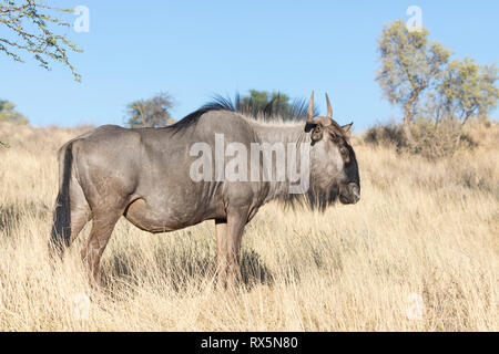 Blue Wildebeest, Connochaetes taurinus, Kgalagadi Transfrontier Park, Northern Cape, South Africa, standing dry grass at dawn, side view close up Stock Photo