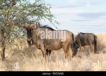 Blue Wildebeest, Connochaetes taurinus, Kgalagadi Transfrontier Park, Northern Cape, South Africa, herd grazing on long dry grass at dawn, close up ey Stock Photo