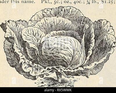 E H Hunt  seedsman E. H. Hunt : seedsman ehhuntseedsman1894hunt Year: 1894  30 E. II. HUNT, SEEDSMAN, CHICAGO, ILLINOIS. LATE VARIETIES. Nlarket-Cardener's Large Late Drumhead (IVrj'&lt;-/Wff^.)-The 'Sauerkraut' Cabbage of the Germans. Late, large, hardy, certain to head, and being of heavy weight, quite productive. Not surpassed by any stock under this name   $1.25 ; lb., $4.00 Stock Photo