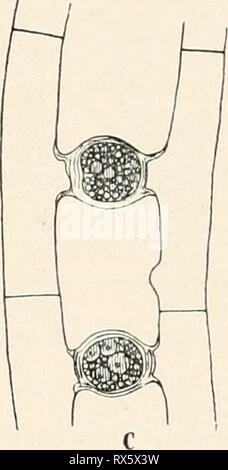 Einführung in die Biologie (1912) Einführung in die Biologie einfhrungindie00maas Year: 1912  Fig. 15. Mesocarpus. 220/1. gar nichts. Das Protoplasma der einzelnen Zelle ist ringsum von einer Zellulosehaut umschlossen, die der Zelle die Form eines Zylinders gibt, und enthält einen großen plattenförmigen Farbträger mit mehreren Stärkeherden (vgl. S. 18). Der Farbträger kann sich um seine Längs- achse drehen (vgl. S. 162); seitlich liegt ihm der Zellkern an. Durch Teilung der Zellen entstehen lange Fäden, die sich zu dichten Flocken verschlingen. Im Mai oder Juni hören die Zellteilungen oft auf. Stock Photo