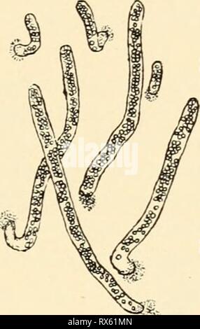 Einfhrung in die Agrikulturmykolgie (1912)