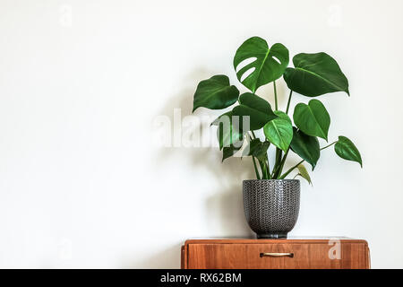 Modern retro interior. Vintage table with a potted plant, fruit salad tree (Monstera deliciosa). Empty white wall in background. Copy space for text. Stock Photo