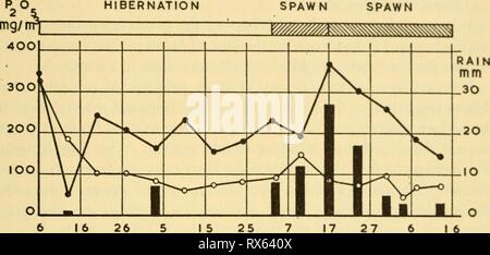 The ecology and life history The ecology and life history of the common frog (Rana temporaria temporaria) ecologylifehisto00sava Year: 1962  DISTRIBUTION AND ABUNDANCE 77 between potassium and geology. Carbonate was slightly associated with geology, so that the preference of the frogs for ponds liigh in carbonate was not so certain. Phosphate was not investigated at the same time nor in the same way, for instead o( single samples of the water from a large number of ponds, weekly samples were taken from six non-spawn ponds and eight spawn ponds, from January to April. Phosphate is one of the pl Stock Photo