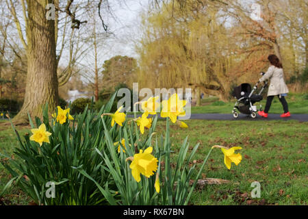 Billericay, Essex, UK. 8th March, 2019. UK Weather: A sunny start to the day in Billericay - a close up view of daffodils with a woman pushing a pushchair walking through Lake Meadows in the background   Credit: Ben Rector/Alamy Live News Stock Photo