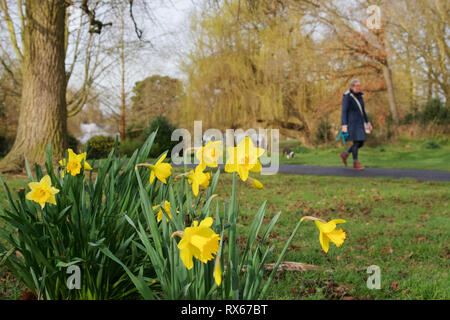 Billericay, Essex, UK. 8th March, 2019. UK Weather: A sunny start to the day in Billericay - a close up view of daffodils with a woman with her dog walking through Lake Meadows in the background   Credit: Ben Rector/Alamy Live News Stock Photo