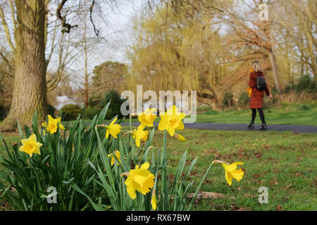 Billericay, Essex, UK. 8th March, 2019. UK Weather: A sunny start to the day in Billericay - a close up view of daffodils with a woman walking through Lake Meadows in the background   Credit: Ben Rector/Alamy Live News Stock Photo