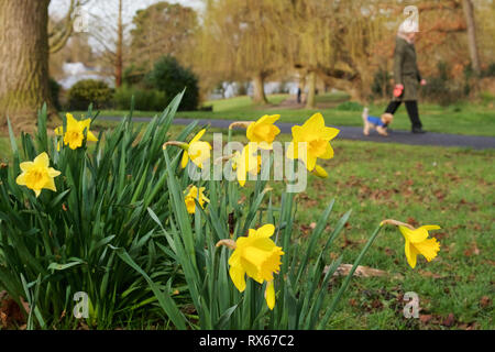 Billericay, Essex, UK. 8th March, 2019. UK Weather: A sunny start to the day in Billericay - a close up view of daffodils with a woman and her dog walking through Lake Meadows in the background   Credit: Ben Rector/Alamy Live News Stock Photo