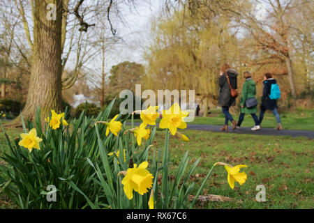 Billericay, Essex, UK. 8th March, 2019. UK Weather: A sunny start to the day in Billericay - a close up view of daffodils with a group of women walking through Lake Meadows in the background   Credit: Ben Rector/Alamy Live News Stock Photo