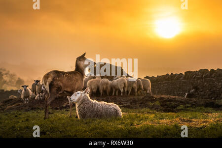 A deer and a flock of sheep enjoying a sunrise in Broadway Cotswolds Stock Photo