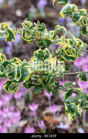 Ligustrum lucidum ‘Curly wurly’. Chinese privet 'Curly Wurly' leaves in februray. UK Stock Photo