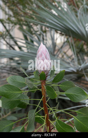 Protea cynaroides, The king protea flower bud inside the glasshouse at RHS Wisley gardens, Surrey, UK Stock Photo