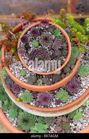 Sempervivum. Houseleek plant in pots in spring Stock Photo