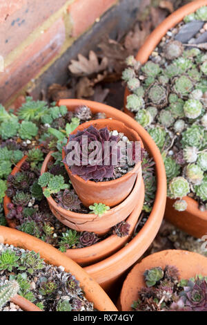Sempervivum. Houseleek plant in pots in spring Stock Photo