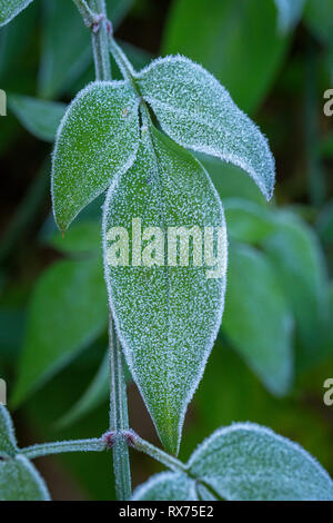 Ice crystals (hoar frost) on green plant leaves Stock Photo