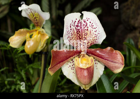 botany, lady's slipper, (Paphiopedilum), orchid, (orchidaceae), blossom, Additional-Rights-Clearance-Info-Not-Available Stock Photo