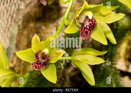 botany, orchid, (orchidaceae), blossom, Additional-Rights-Clearance-Info-Not-Available Stock Photo