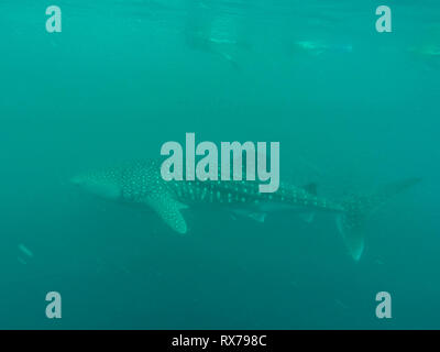 Whale Shark in ocean with Cobia fish and Remoras, Western Australia Ningaloo Reef Stock Photo