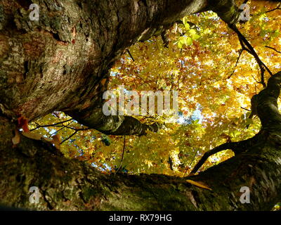 Japanese zelkoven tree with yellow autumn leaves in steep perspective Stock Photo