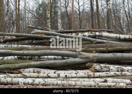 cut wood logs in forest different species Stock Photo