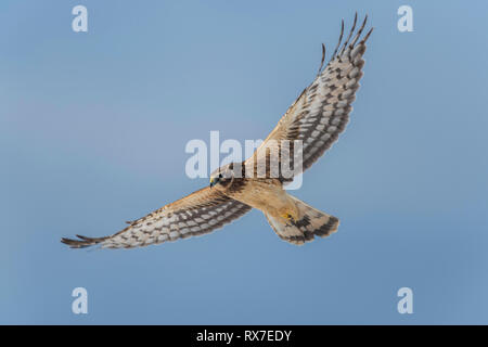 Northern Harriers fly low over the ground when hunting, weaving back and forth over fields and marshes as they watch and listen for small animals. They eat on the ground, and they perch on low posts or trees. Stock Photo