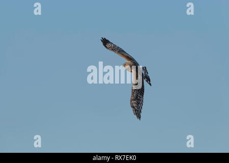Northern Harriers fly low over the ground when hunting, weaving back and forth over fields and marshes as they watch and listen for small animals. They eat on the ground, and they perch on low posts or trees. Stock Photo