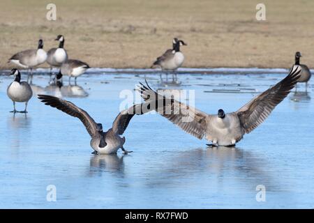 Two Canada geese (Branta canadensis) sliding on ice as they land on a frozen marshland pool with others in the background, Gloucestershire, UK. Stock Photo