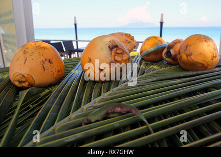 yellow ripe coconuts are on the leaves Stock Photo