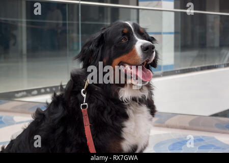 Bernese mountain dog puppy is sitting on tiled floor. Berner sennenhund or bernese cattle dog. Pet animals. Stock Photo