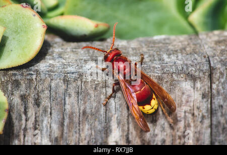 Close-up of a red Oriental hornet (Vespa orientalis) Stock Photo