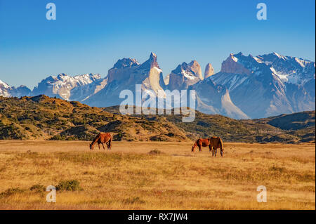 TORRES DEL PAINE, CHILE. grazing horses in front of the magnificent mountain range Stock Photo