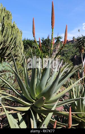 Jardin Canario - botanical garden of Gran Canaria, Spain. Aloe arborescens plant - krantz aloe. Stock Photo