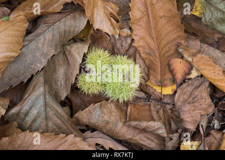 Sweet Chestnut seeds on ground leaves, Castanea sativa, Thornden Woods, Kent, UK Stock Photo