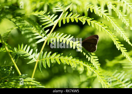 Ringlet Butterfly, Aphantopus hyperantus, Thornden Woods, Kent, UK, RSPB Reserve, backlight, underside of wings on fern Stock Photo
