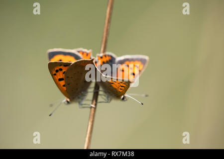 Small Copper Butterfly, pair mating, Lycaena phlaeas, Bredhurst Woodlands & meadow, Kent UK Stock Photo