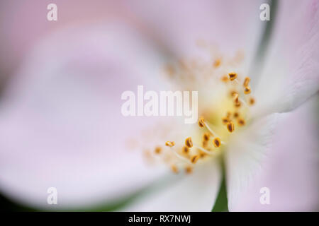 Dog Rose Flower, close up macro showing anther which makes the pollen, Monkton Nature Reserve, Kent UK Stock Photo