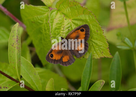 Gatekeeper Butterfly, Hedge Brown, Pyronia tithonus, Temple Ewell Nature Reserve, Kent Wildlife Trust, UK, resting with wings open Stock Photo