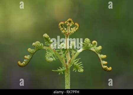 Bracken Fern, Pteridium aquilinum, crozier, leafs unfurling, curling,Thornden Woods, Kent UK Stock Photo