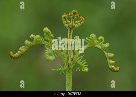 Bracken Fern, Pteridium aquilinum, crozier, leafs unfurling, curling,Thornden Woods, Kent UK Stock Photo