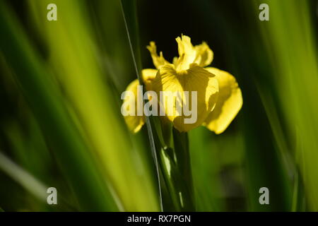 Yellow Flag Iris, Garden Pond, Kent UK Stock Photo
