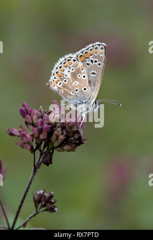 Brown Argus Butterfly, Aricia agestis,  Queensdown Warren, Kent Wildlife Trust, UK, resting on flower, underside of wings Stock Photo