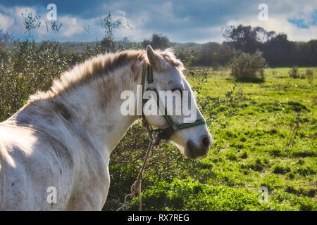 A white / grey horse tied with a rope in a field with olive trees under a blue, cloudy sky Stock Photo