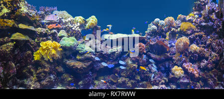 Reef tank, marine aquarium. Blue aquarium full of fishes and plants. Tank filled with water for keeping live underwater animals. Stock Photo