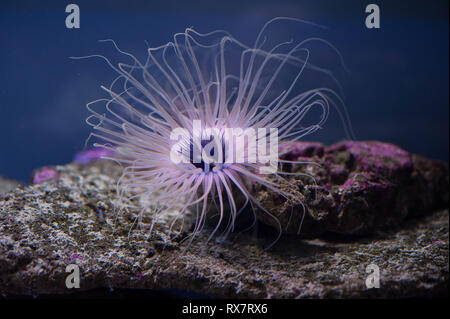 Beautiful sea anemone lighting up in purple blue and pink vibrant colors aquatic underwater ocean animal plant Stock Photo