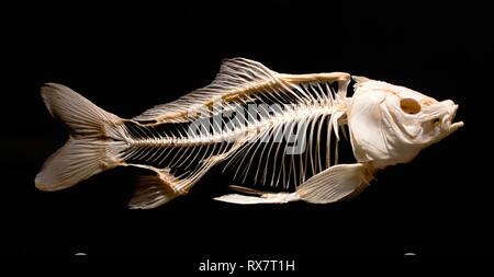 Skeleton of a carp fish isolated against a black background as part of a museum exhibit Stock Photo