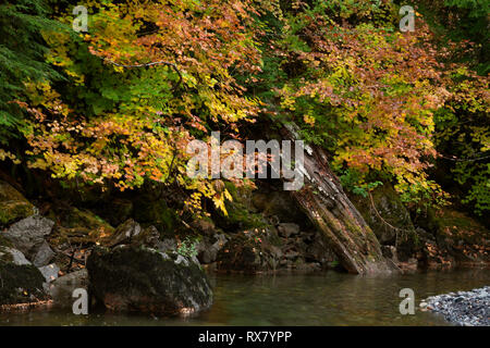 WASHINGTON - Colorful vine maple in fall color along the Ohanapecosh River from the trail to the Grove of the Patriarchs in Mt Rainier National Park. Stock Photo