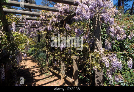 PURPLE WISTERIA GROWING OVER GARDEN PERGOLA, NEW SOUTH WALES, AUSTRALIA. Stock Photo