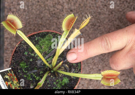 Venus Fly Trap in pot Stock Photo