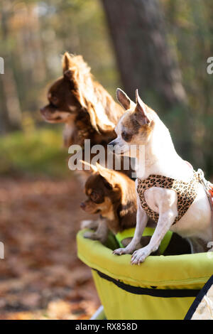 Chihuahua dogs sitting in a stroller in an autumn forest lane Stock Photo